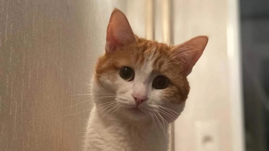 Twix the cat. Photo: social media