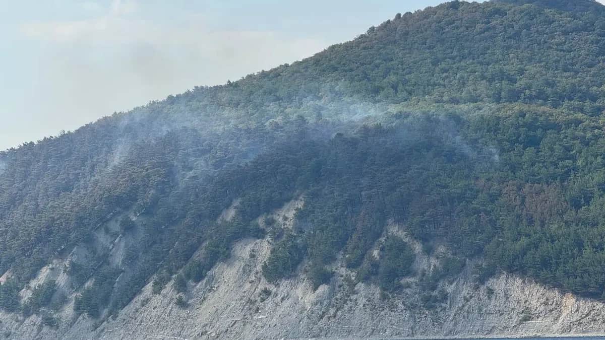 Фото: телеграм-канал мэра Геленджика Алексея Богодистова