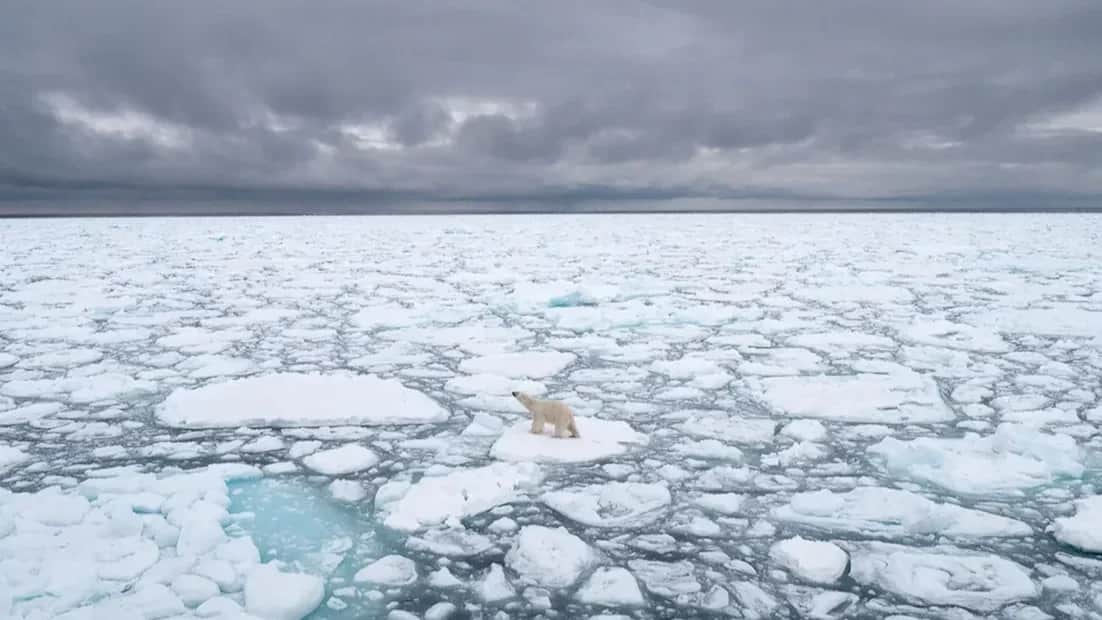 A polar bear walks across the sea ice off the coast of Svalbard, Norway, 2018. Photo: Bj Kirschhoffer / Polar Bears International / AFP / Scanpix / LETA