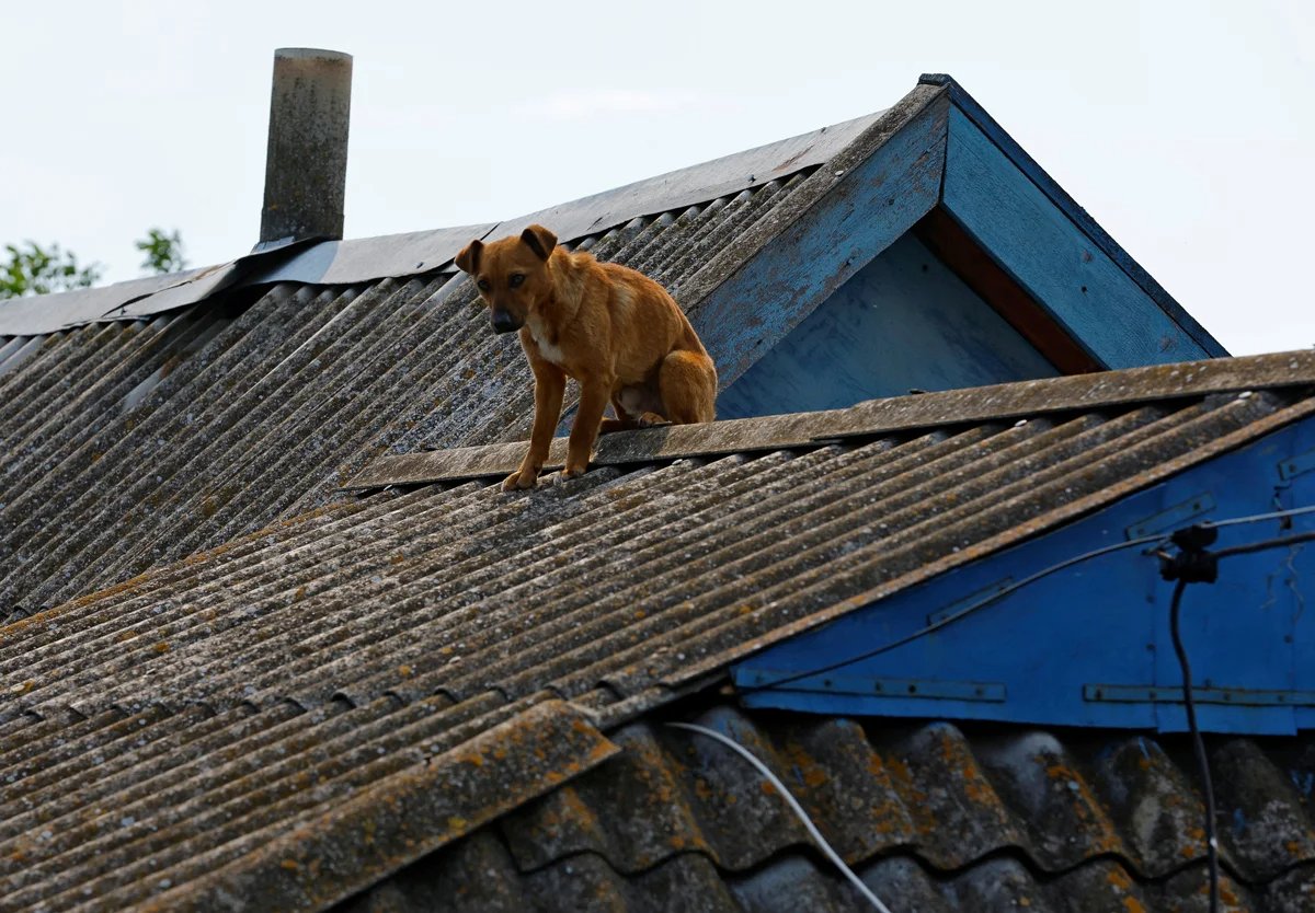 A dog on the roof of a flooded house, Hola Prystan, Kherson region, Ukraine, 8 June 2023. Photo: Alexander Yermochenko / Reuters / Scanpix / LETA