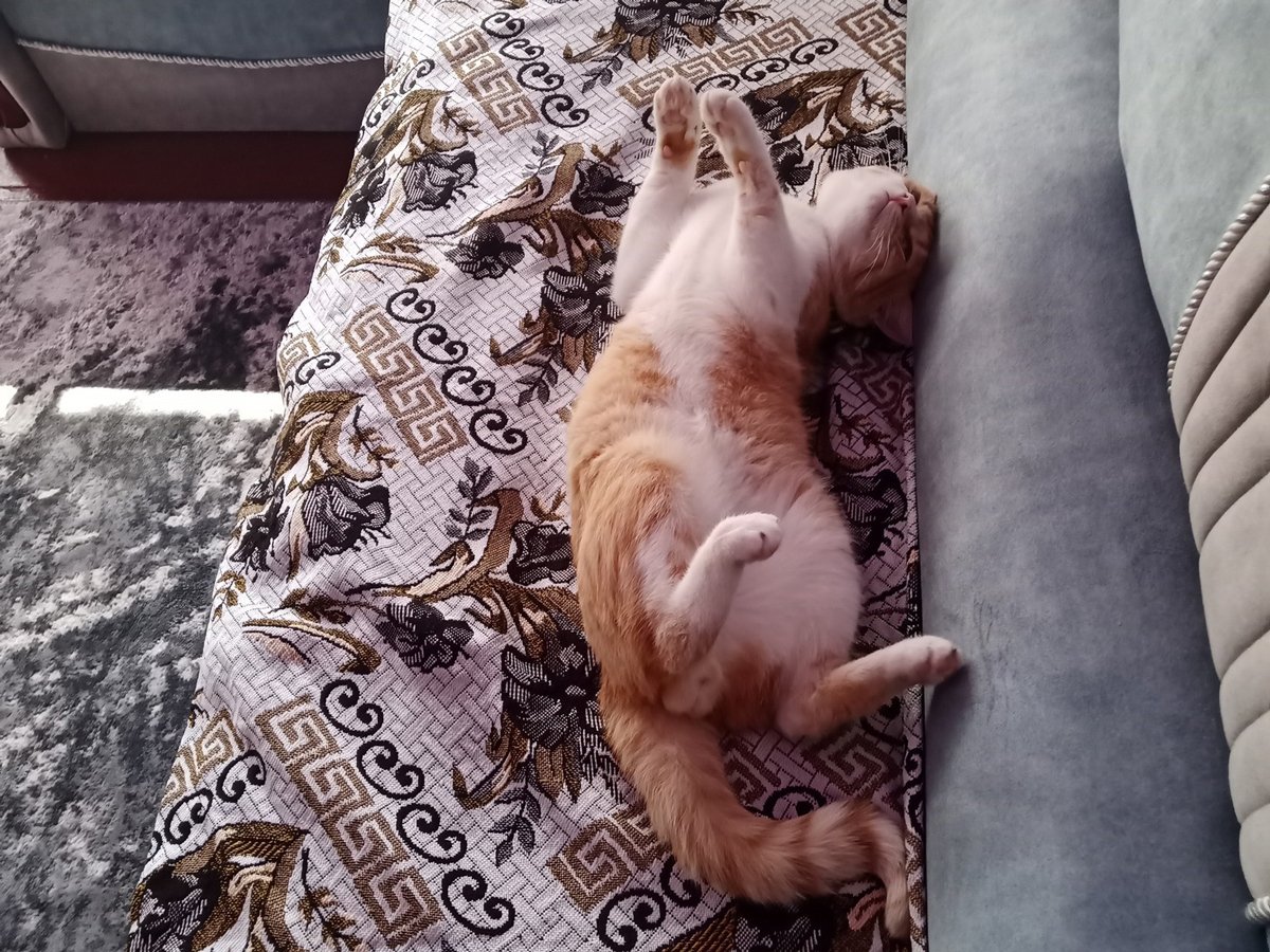 Кот Мишко дома у матери Станислава. Фото из архива семьи Панченко